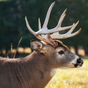 buck